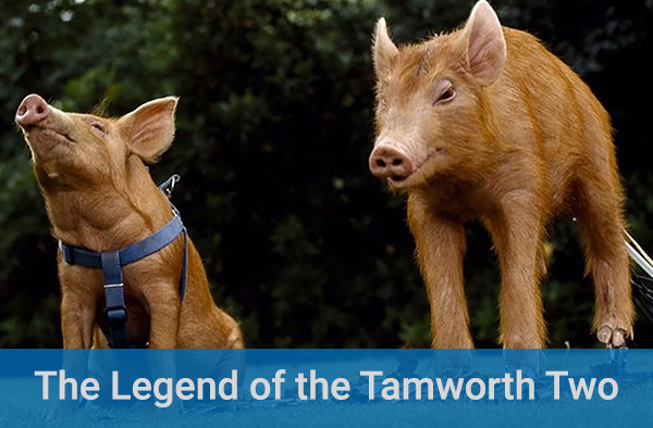 The Legend of the Tamworth Two